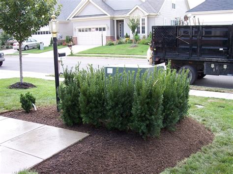 shrubs around electrical box|bushes to hide electrical units.